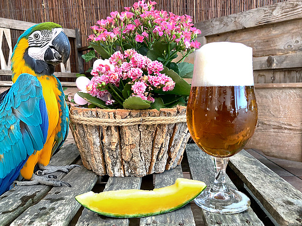 Halbweizen Honigmelone