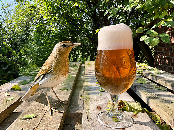 Vogelhaus Herbstgold